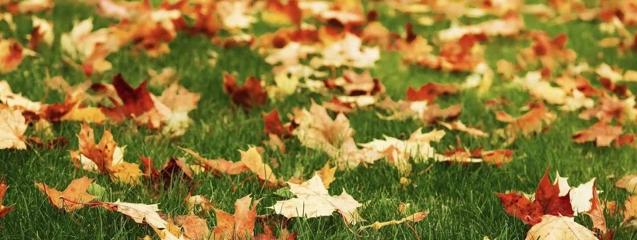 Fall Lawn Care Tips to 'Leaf' No Trace