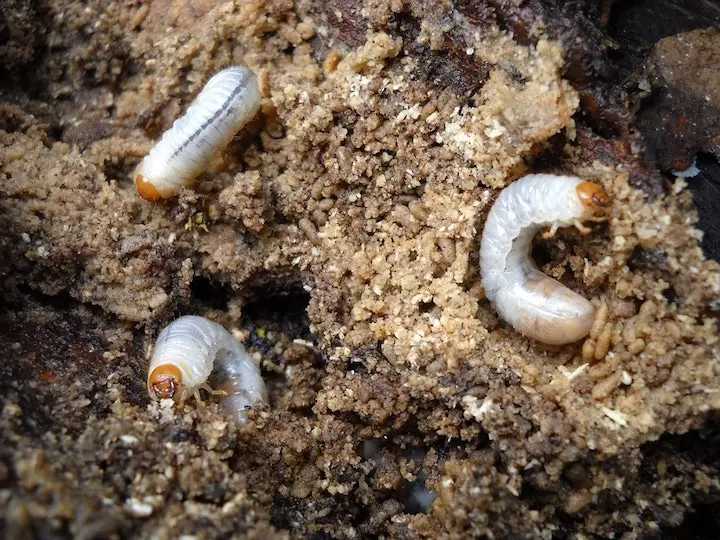 How To Tell if You Have Grubs | Signs of Grubs on Lawn