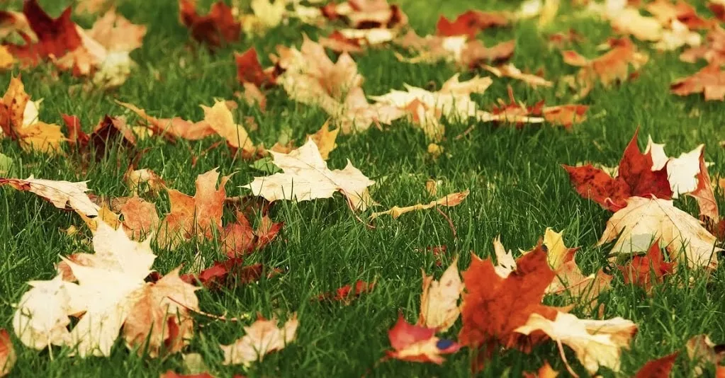 Don't bag up falling leaves