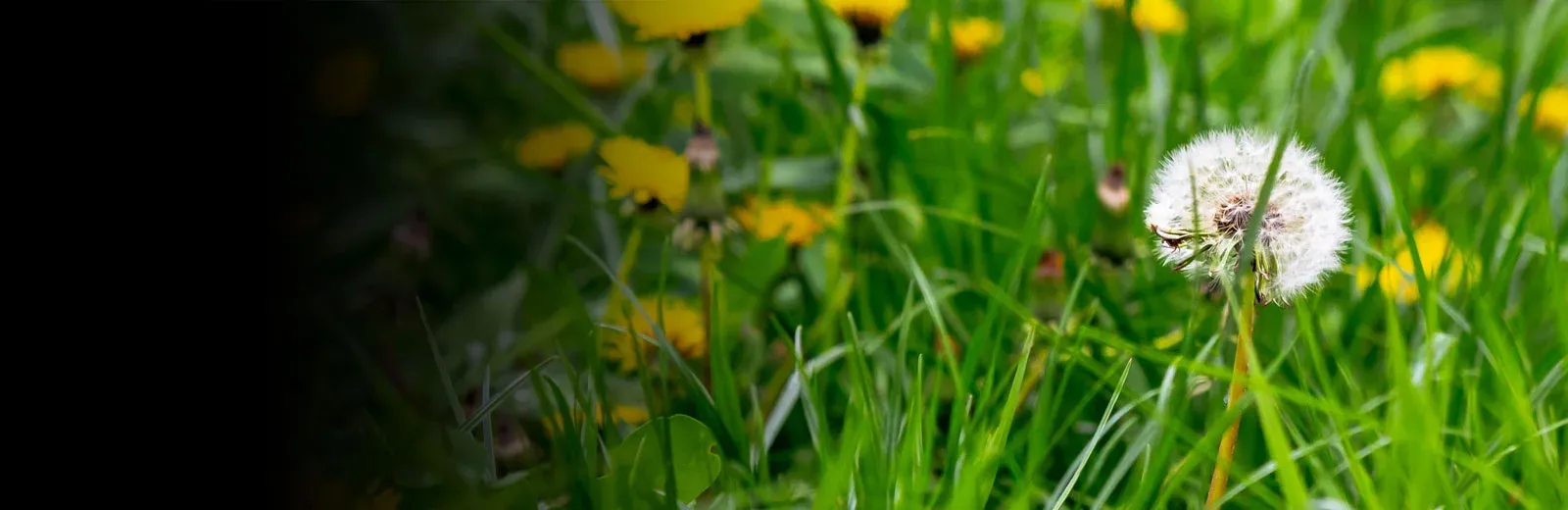 Lawn with weeds