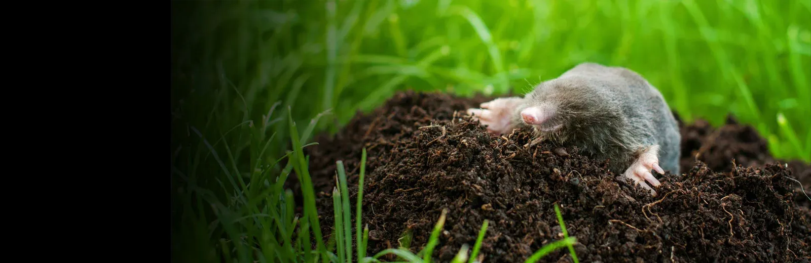 Mole in lawn