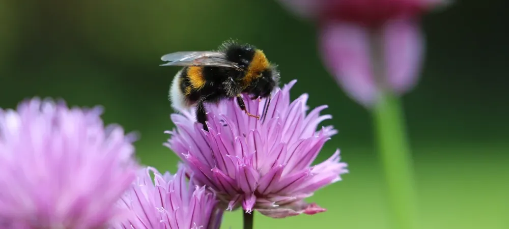 Bee on Flower