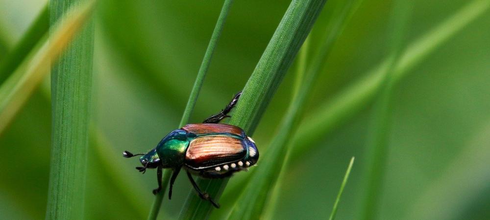 Japanese Beetle on Leaf